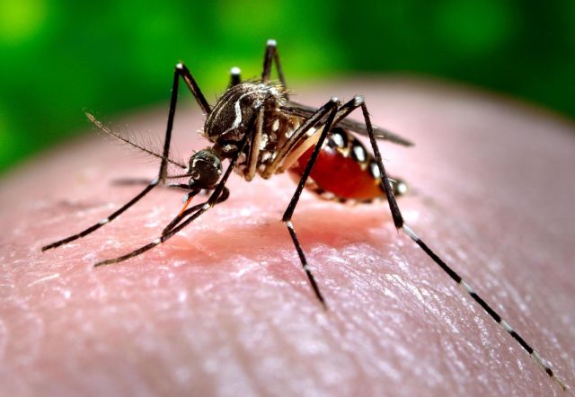 Fumigación preventiva por sospecha de dengue | del Partido