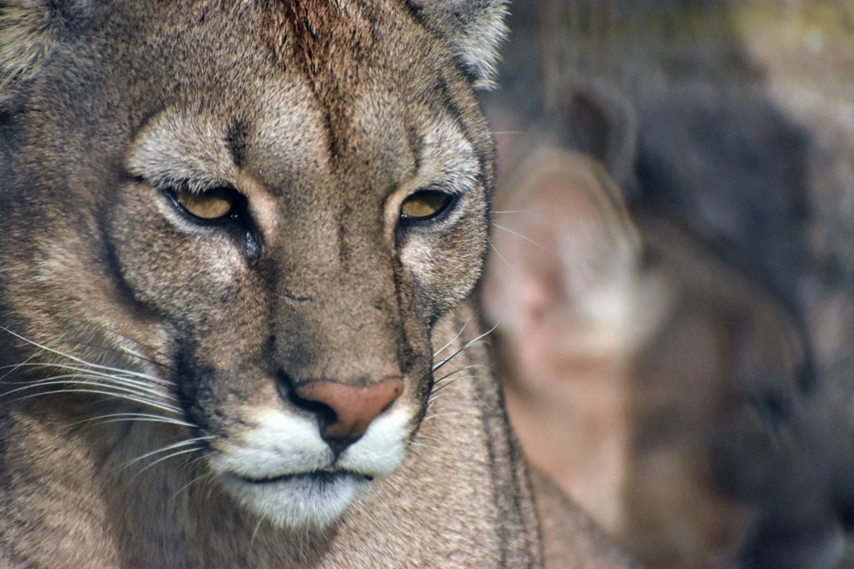 30 de agosto: Día Internacional del Puma | Municipalidad del Partido de  Olavarría